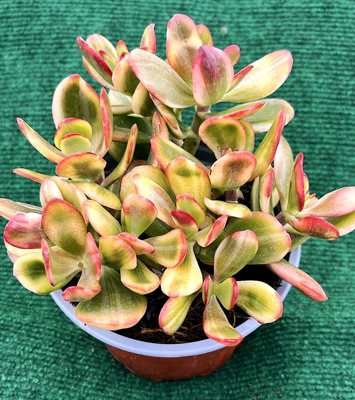 WhatsApp Image 2026-07-22 at 09.24.24 jade tricolor Crassula ovata 'Tricolor' (Jade Tricolor) vaso 13 cm - Image 1
