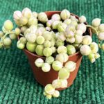 Senecio rowleyanus 'Variegatus' (Colar-de-Pérolas Variegata) vaso 5,5 cm
