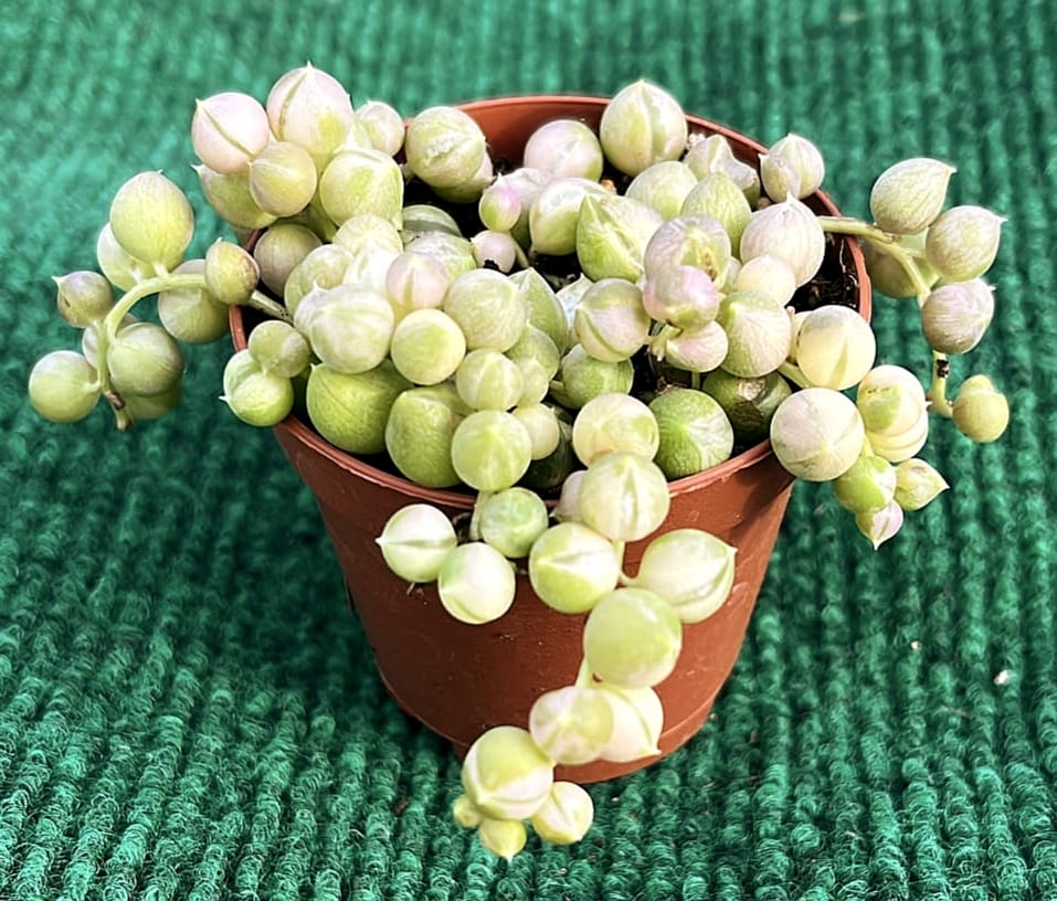 WhatsApp Image 2026-07-22 at 09.51.43 Senecio rowleyanus 'Variegatus' (Colar-de-Pérolas Variegata) vaso 5,5 cm - Image 1