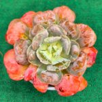 Echeveria 'Heart's Delight' - vaso 13 cm