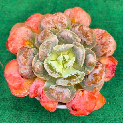 Echeveria 'Heart's Delight' - vaso 13 cm
