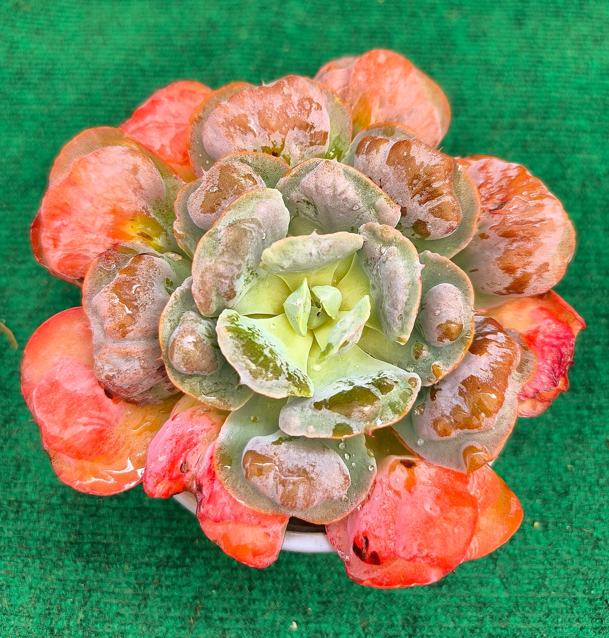 WhatsApp Image 2026-07-22 echveria hearts delight Echeveria 'Heart's Delight' - vaso 13 cm - Image 1