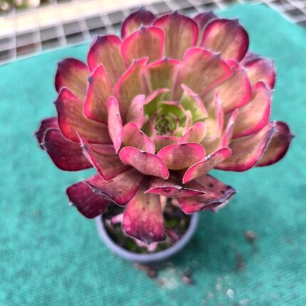 Aeonium Purple Delight - vaso 10.5 cm