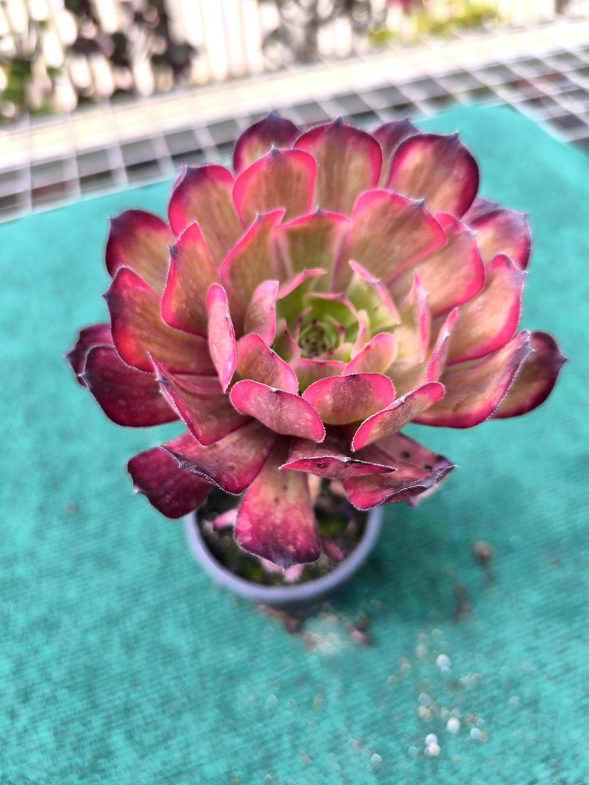 Aeonium Purple Delight Aeonium Purple Delight - vaso 10.5 cm - Image 1