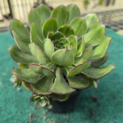 Aeonium Red Edge - vaso 10.5 cm