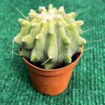 Cato - vaso 5.5 cm