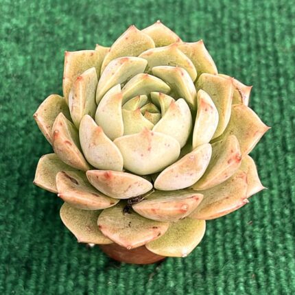 Echveria Romance - vaso 5.5 cm