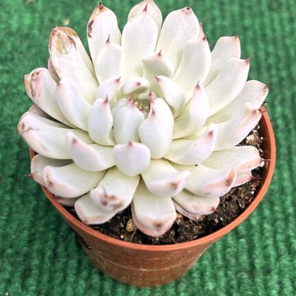 Echveria Cuspidata  Híbrida - vaso 5.5 cm