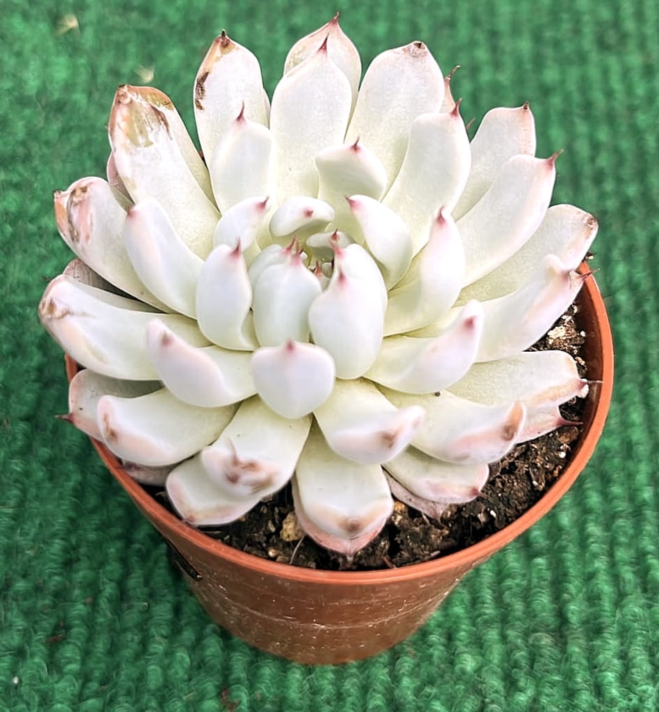 echveria cuspidata vaso 5.5 cm Echveria Cuspidata Híbrida - vaso 5.5 cm - Image 1