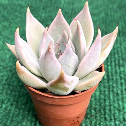 Echveria Cuspidata - vaso 5.5 cm