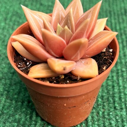 Echveria Danica  - vaso 5.5 cm
