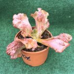 Echeveria gibbiflora 'Nubilum' - vaso 13 cm