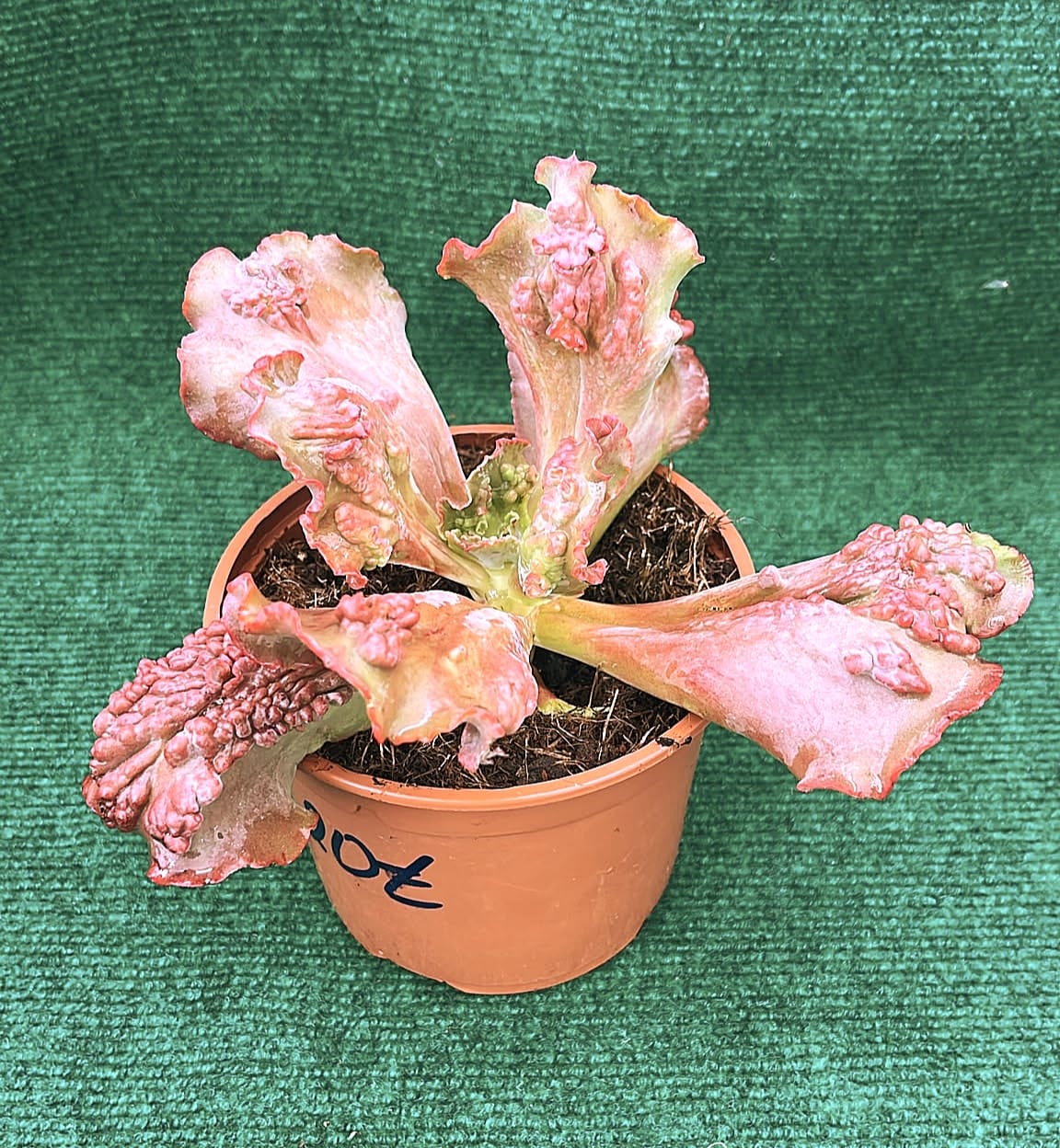 echveria nubilum Echeveria gibbiflora 'Nubilum' - vaso 13 cm - Image 1