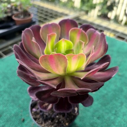 Aeonium Kilimanjaro - vaso 10,5 cm