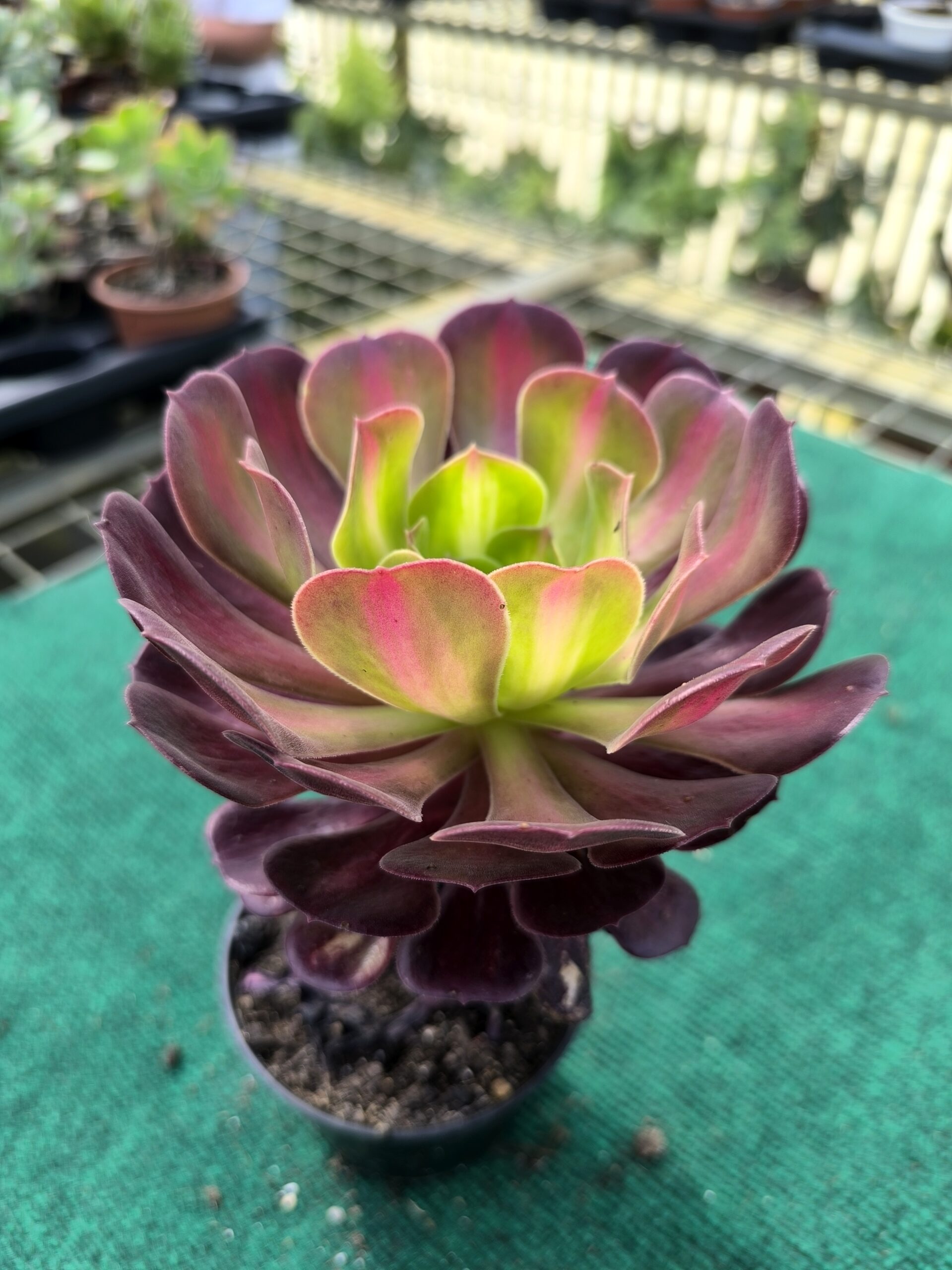 kilimanjaro Aeonium Kilimanjaro - vaso 10,5 cm - Image 1