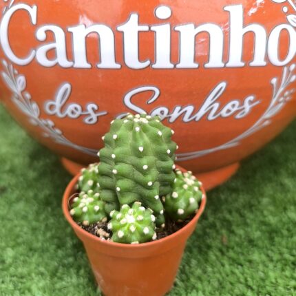 Catos – Cactaceae vaso - 5.5 cm