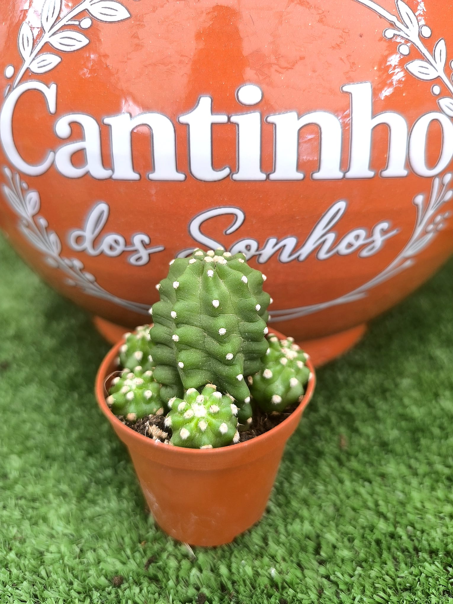 1 Catos – Cactaceae vaso - 5.5 cm - Image 1