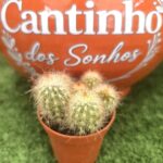 Catos – Cactaceae vaso- 5.5 cm