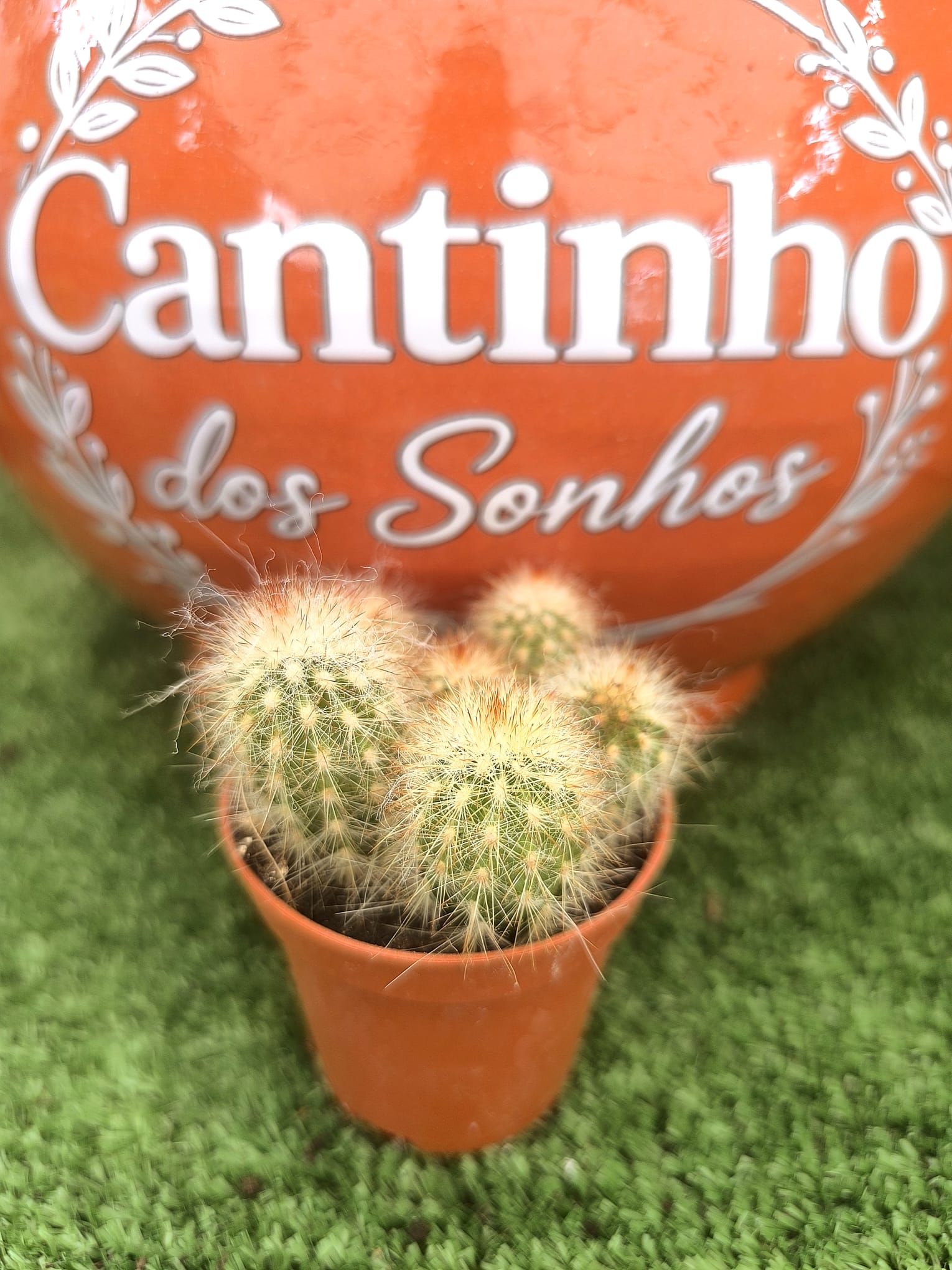 2 Catos – Cactaceae vaso- 5.5 cm - Image 1