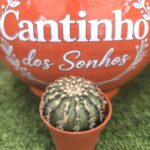Catos – Cactaceae vaso - 5.5 cm