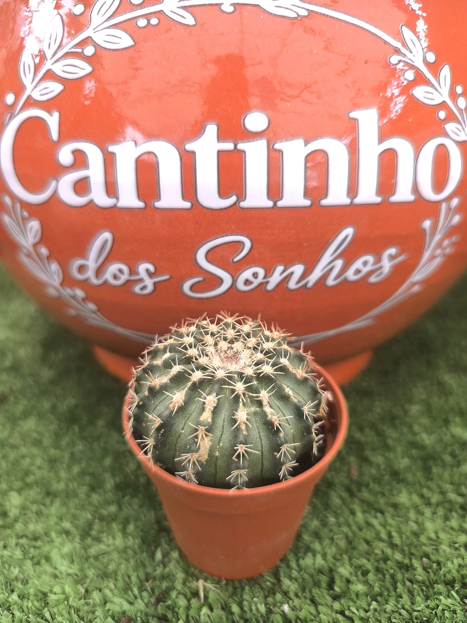 3 Catos – Cactaceae vaso - 5.5 cm - Image 1