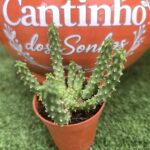 Euphorbia flanaganii | Cato Polvo | Cabeça de Medusa ( FLOR BRANCA) vaso- 5.5 cm