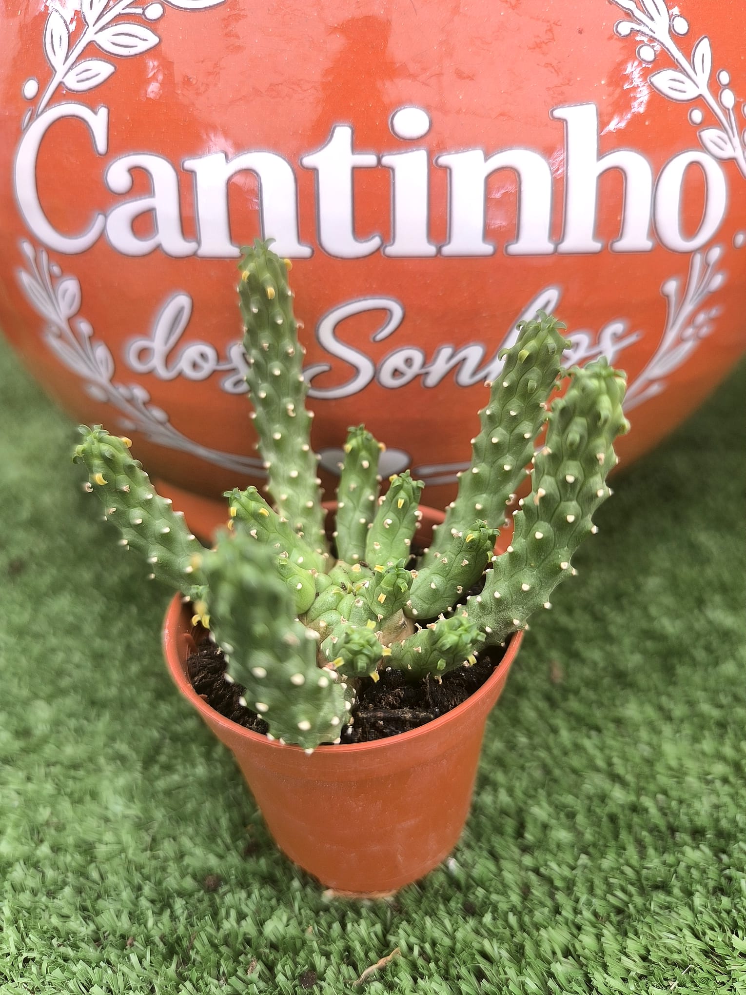 4 Euphorbia flanaganii | Cato Polvo | Cabeça de Medusa ( FLOR BRANCA) vaso- 5.5 cm - Image 1