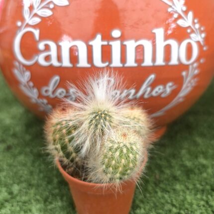 Catos – Cactaceae  vaso - 5.5 cm