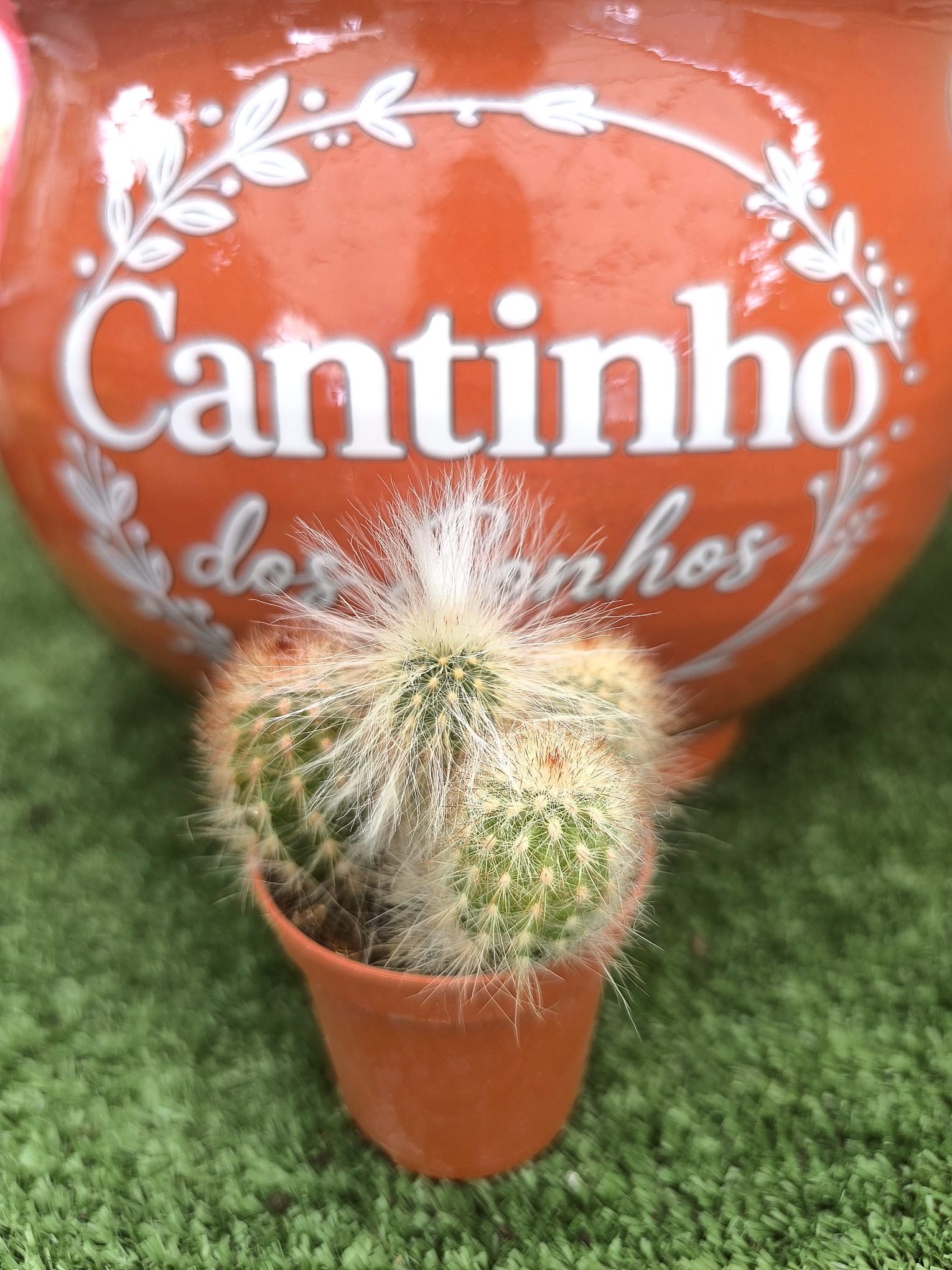 5 Catos – Cactaceae vaso - 5.5 cm - Image 1