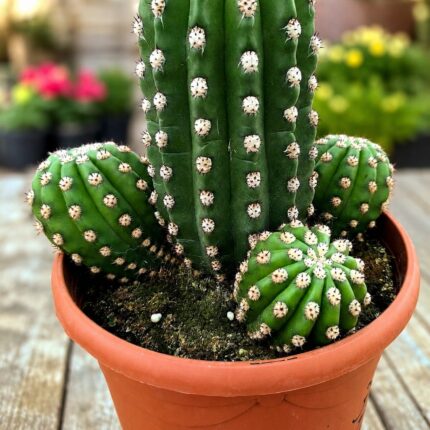 Cato- Echinopsis oxygona – Echinopsis eyriesii  vaso 5l