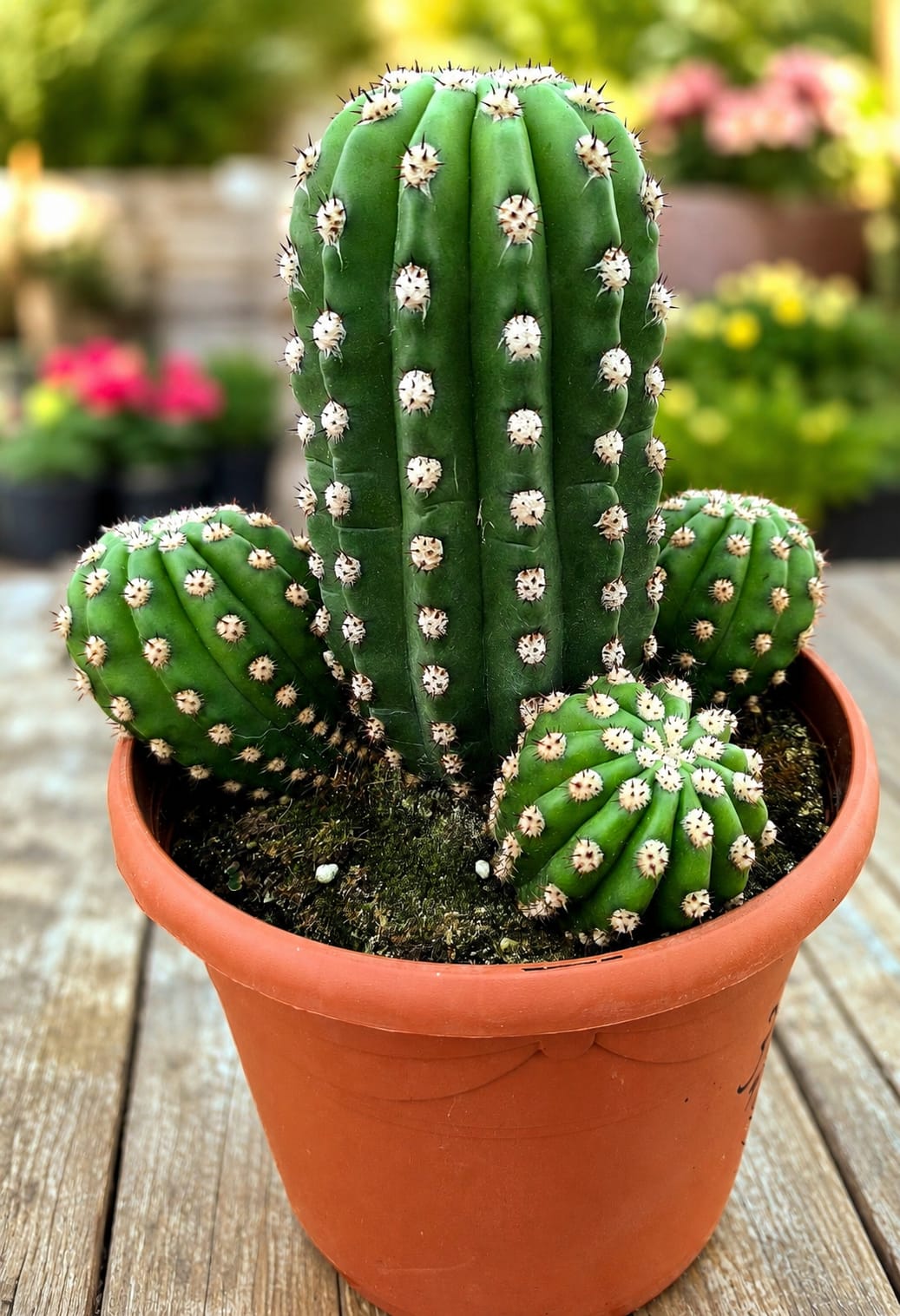 CATO GRANDE Cato- Echinopsis oxygona – Echinopsis eyriesii vaso 5l - Image 1