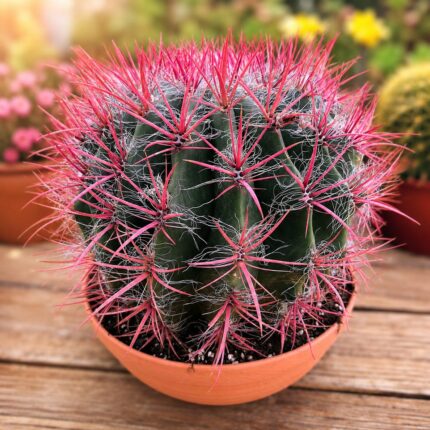 Cato de Picos Vermelhos – Ferocactus pilosus - taça 26cm