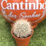 Catos – Cactaceae - vaso - 5.5 cm