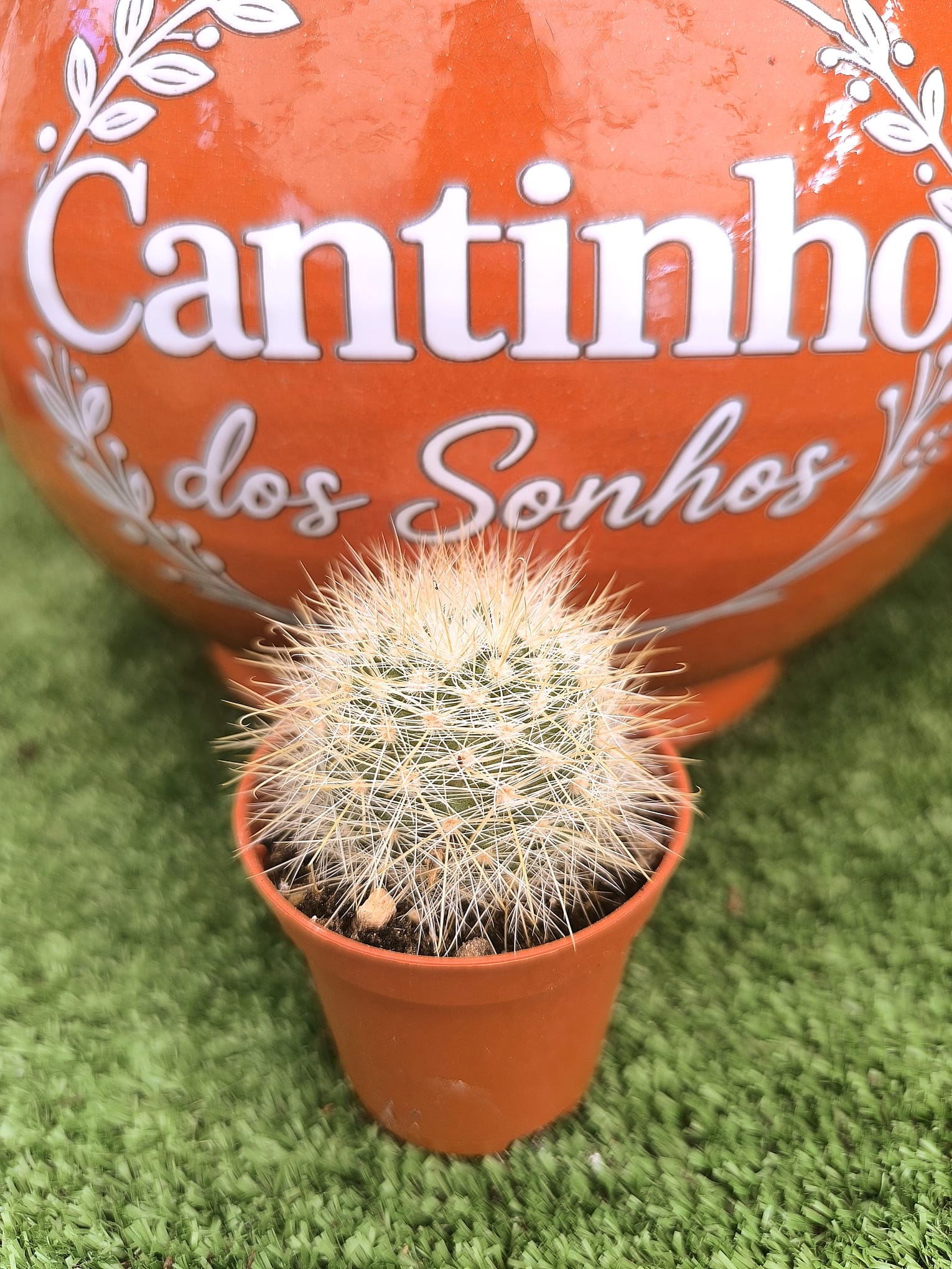 Cato Catos – Cactaceae - vaso - 5.5 cm - Image 1