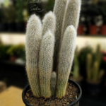 Cato Tocha de Prata – Cleistocactus strausii 70 cm