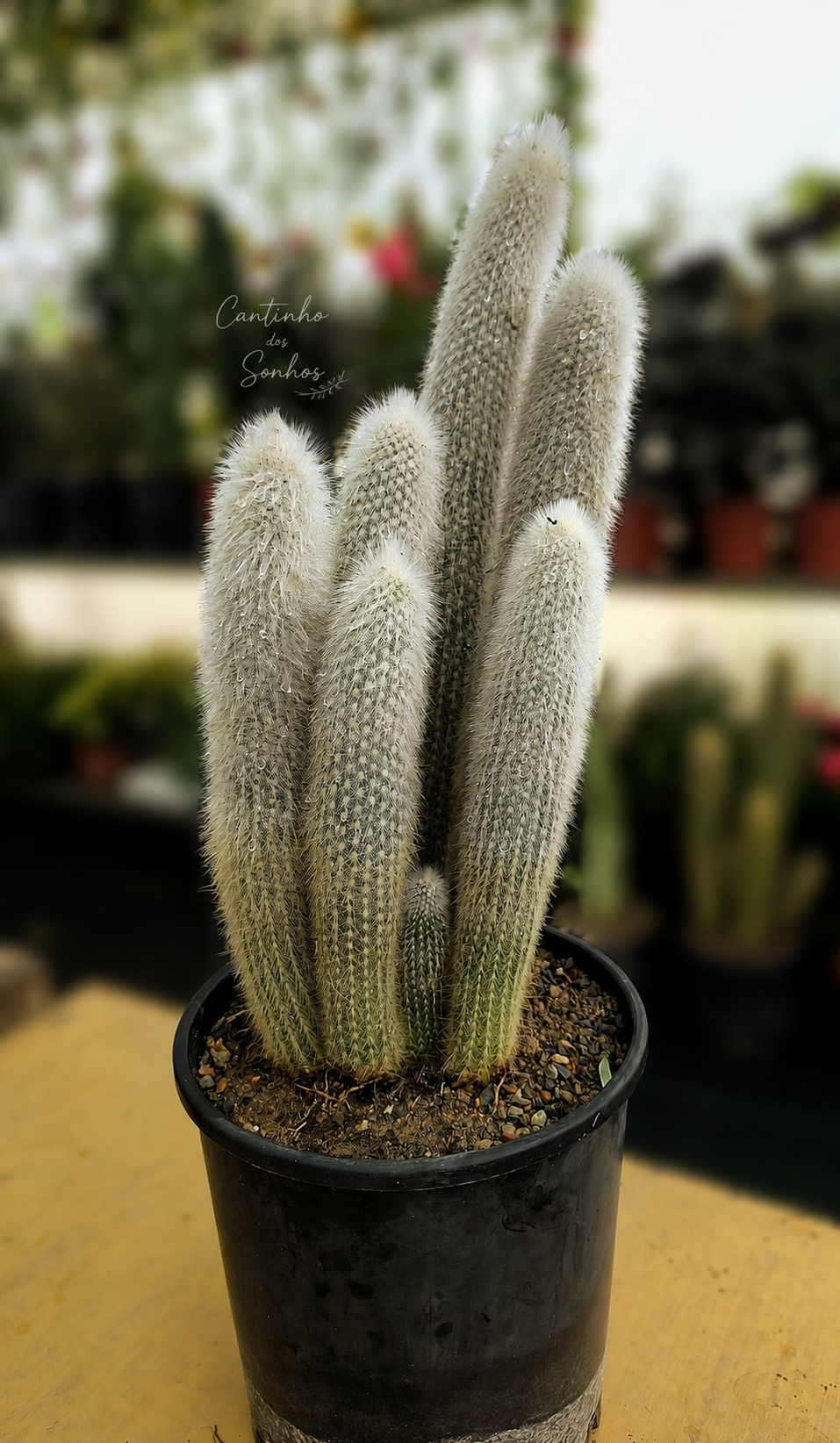 ChatGPT Image 19_08_2026, 08_54_06 Cato Tocha de Prata – Cleistocactus strausii 70 cm - Image 1