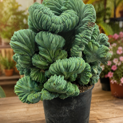 Cato Cristata – Myrtillocactus geometrizans f. cristata 54 cm