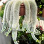 Rabo-de-Macaco (Cleistocactus colademononis) - vaso 20 cm
