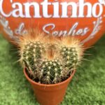 Catos – Cactaceae - vaso - 5.5 cm