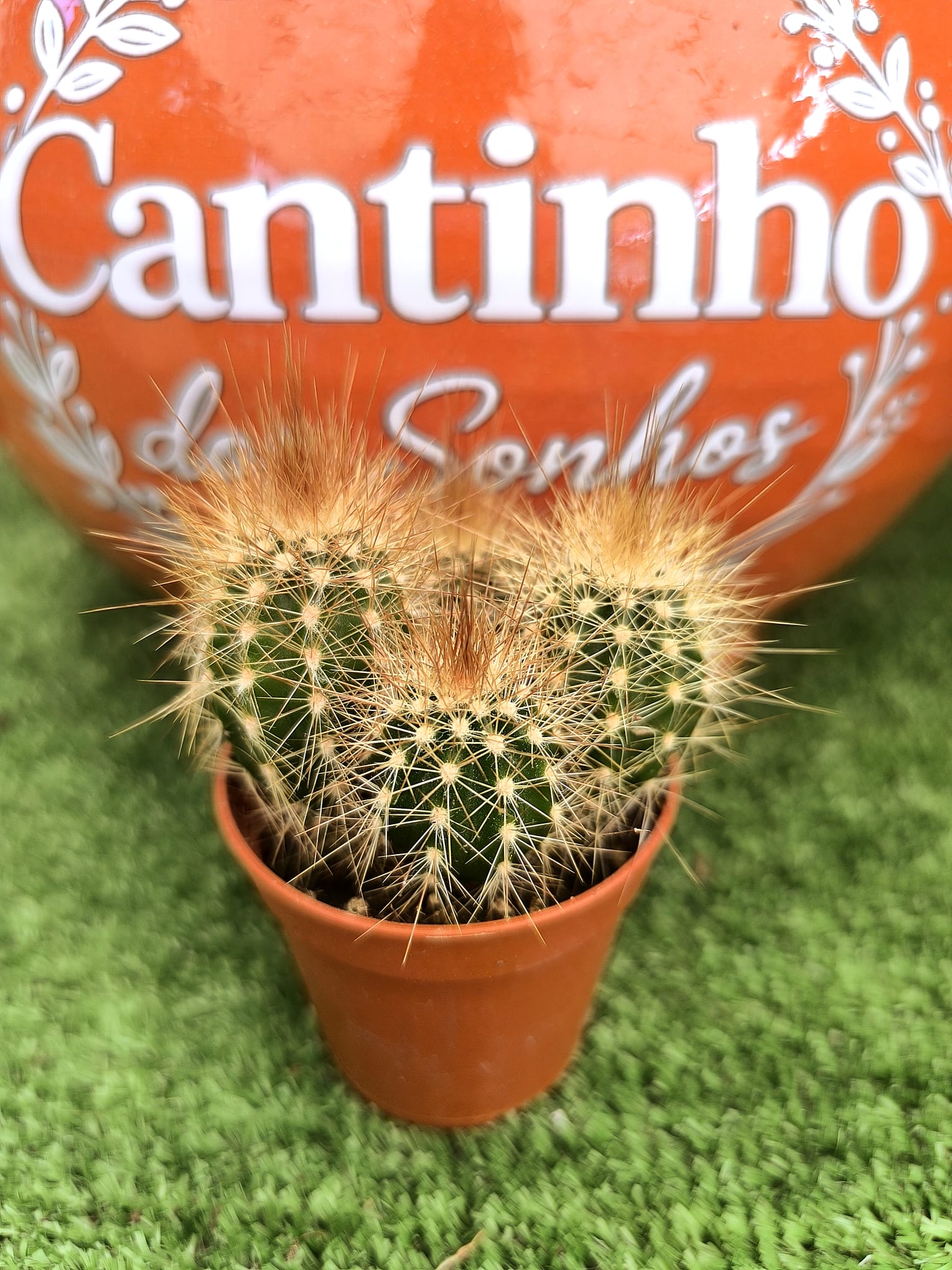 WhatsApp Image 2026-08-12 at 14.45.4 Catos – Cactaceae - vaso - 5.5 cm - Image 1