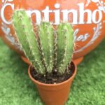 Catos – Cactaceae - vaso - 5.5 cm