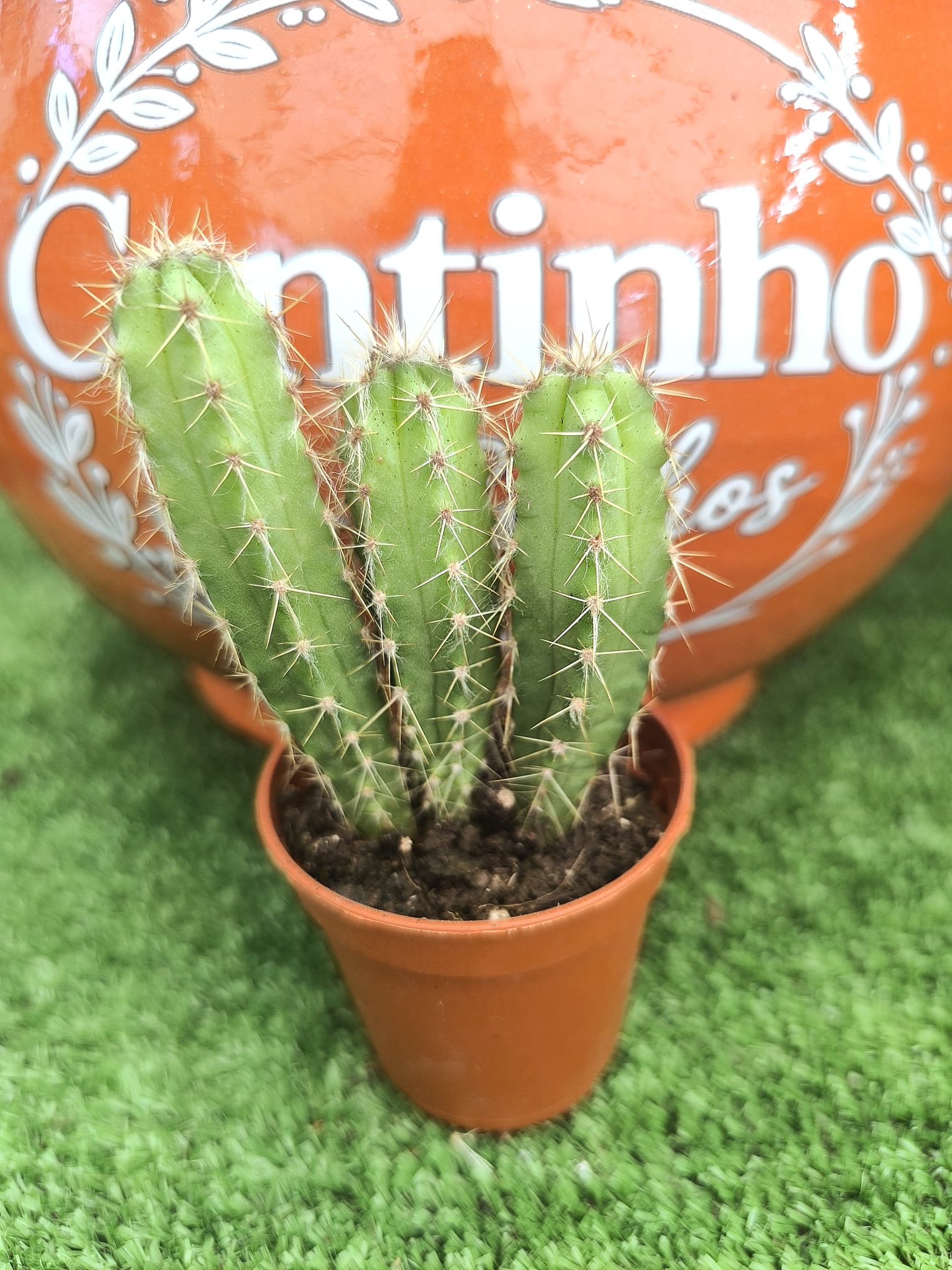 WhatsApp Image 2026-08-12 at 14.45.48 Catos – Cactaceae - vaso - 5.5 cm - Image 1