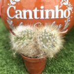 Catos – Cactaceae - vaso - 5.5 cm