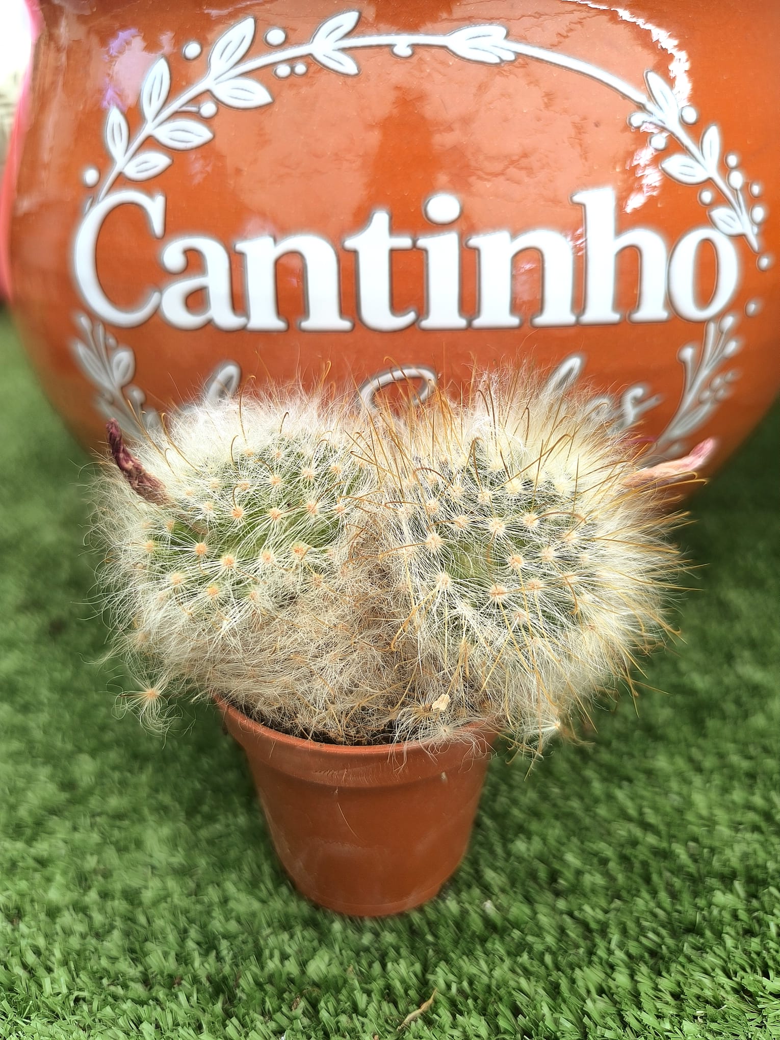 WhatsApp Image 2026-08-12 at 14.45.49 Catos – Cactaceae - vaso - 5.5 cm - Image 1