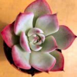 Echeveria Agavoides Casio vaso-5.5 cm