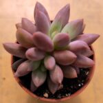 Echeveria ‘Red Dragonfly’ vaso - 5.5 cm