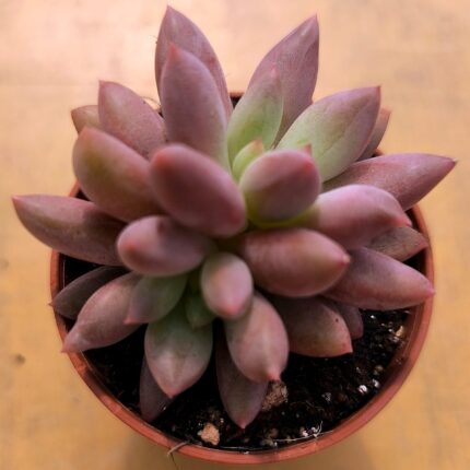 Echeveria ‘Red Dragonfly’ vaso - 5.5 cm