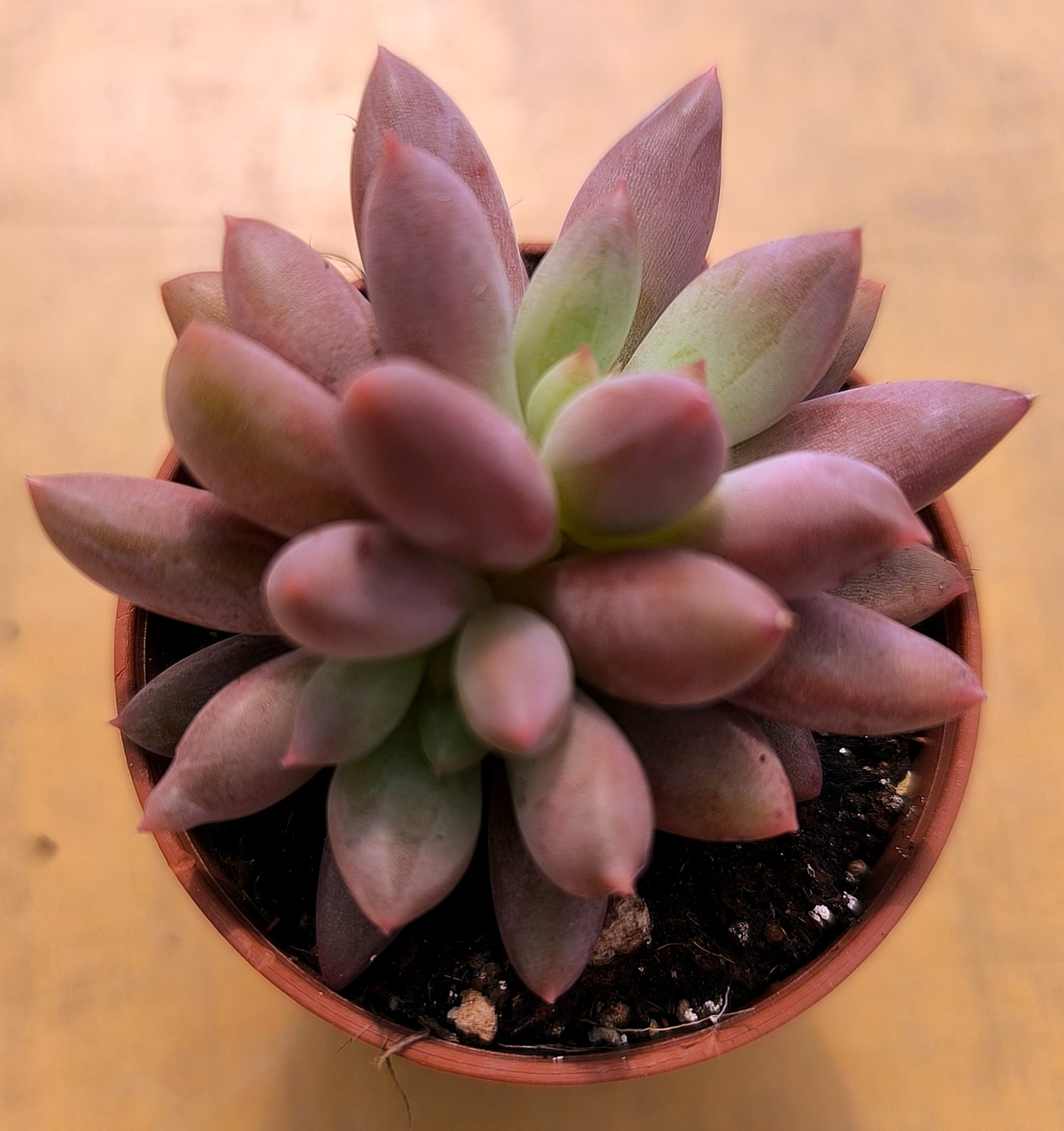 WhatsApp Image 2026-08-31 at 15.58.48 Echeveria ‘Red Dragonfly’ vaso - 5.5 cm - Image 1