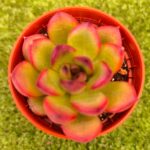 Echeveria ‘Black Tiger’  vaso- 5.5 cm