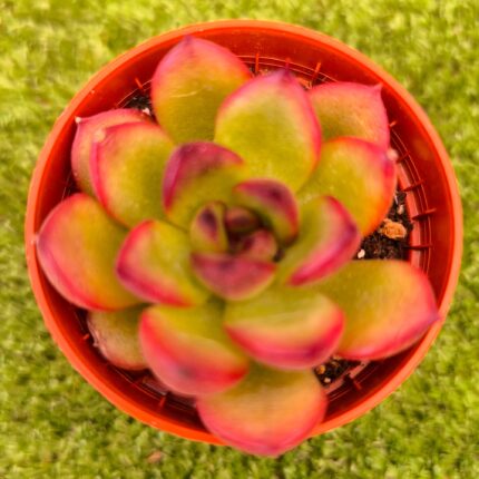 Echeveria ‘Black Tiger’  vaso- 5.5 cm